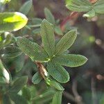 Dasiphora fruticosa Leht