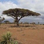 Acacia tortilis Corteza