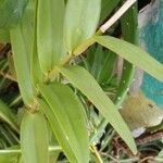 Epidendrum ibaguense Leaf