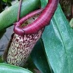 Nepenthes mirabilis Žiedas