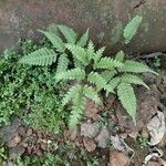 Pteris fauriei Blatt