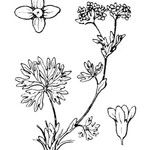 Alchemilla pentaphyllea Övriga