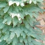 Vachellia drepanolobium Fulla