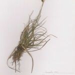 Carex liparocarpos Habit