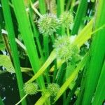Sparganium emersum Mbuma