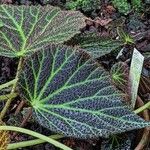 Begonia chloroneura Feuille