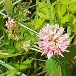 Trifolium hybridum Ostatní