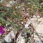 Lathyrus digitatus Flor