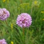 Armeria alpina Flower