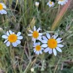 Anthemis ruthenica Flors