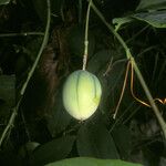 Passiflora laurifolia Fruit