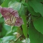 Cobaea scandens 花