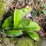 Clintonia borealisЛист