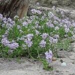 Erucaria hispanica Flor