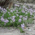 Erucaria hispanica Flower