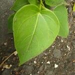 Ficus rumphii Лист