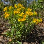Lithospermum canescens Flower