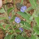 Evolvulus alsinoides Blatt