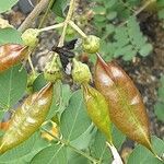 Colutea orientalis Fruto