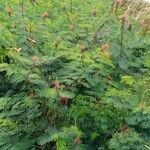 Calliandra houstoniana ശീലം