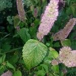 Agastache foeniculumLevél