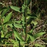 Hieracium virgultorum Habitus