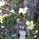 Brassica montana Blomma