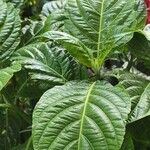 Justicia aurea Hoja