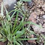 Cyperus fuscus Λουλούδι