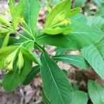 Euphorbia carniolica Folha