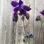 Aquilegia vulgarisപുഷ്പം