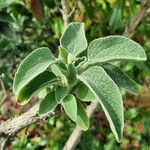 Salvia fruticosa Blad