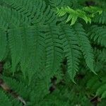 Dryopteris marginalis Leaf