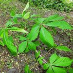 Aesculus turbinata Leaf