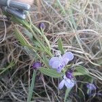 Rotheca myricoides फूल