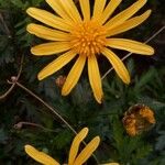 Euryops chrysanthemoides Floro