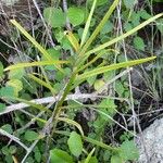 Planchonella cinerea Habit