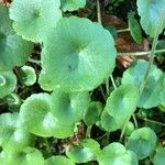 Umbilicus rupestris List