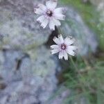 Silene ciliata Flower