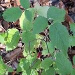 Rubus phoenicolasiusFoglia