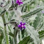 Hormuzakia aggregata Flower