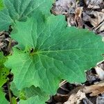 Arnoglossum atriplicifolium Leaf