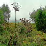 Heracleum sosnowskyi Hedelmä