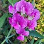 Lathyrus latifolius花