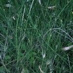 Equisetum ramosissimum Folha