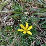 Gagea bohemica Fula