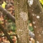 Corylopsis himalayana Corteza