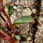 Euphorbia peplis Leaf