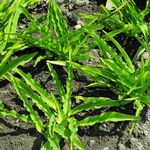 Eucomis autumnalis आदत