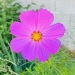 Cosmos bipinnatusFlower